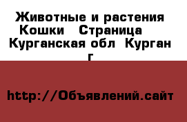 Животные и растения Кошки - Страница 3 . Курганская обл.,Курган г.